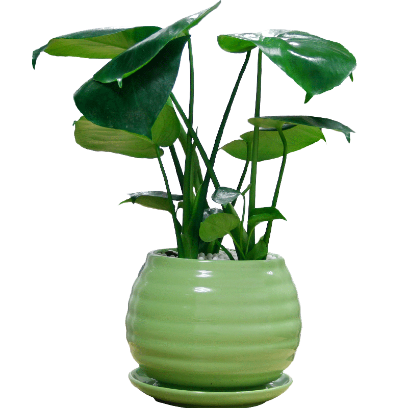 背竹瓷盆室内净化空气绿植装饰元素