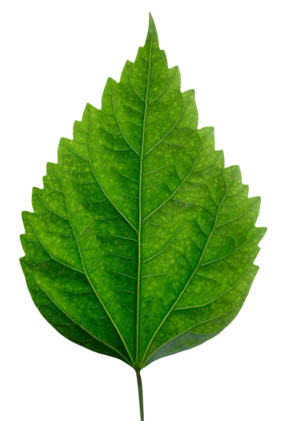 绿色锯齿状静态植物叶子背面实物图