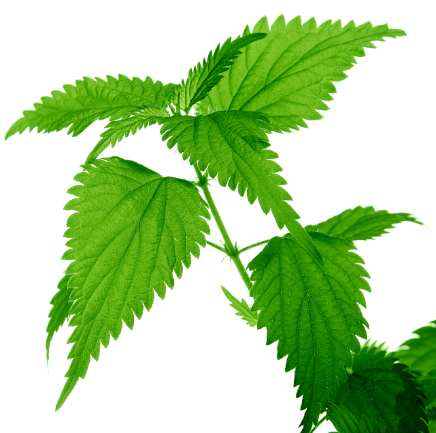 绿色荨麻植物叶子png素材