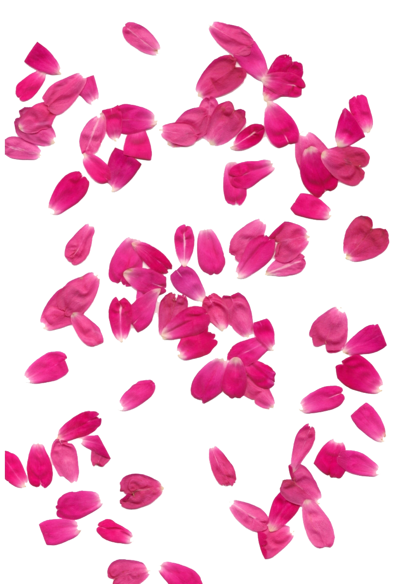 粉色花瓣、粉色花朵png素材