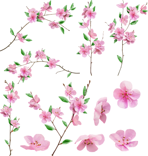 粉色樱花植物枝叶png免抠素材