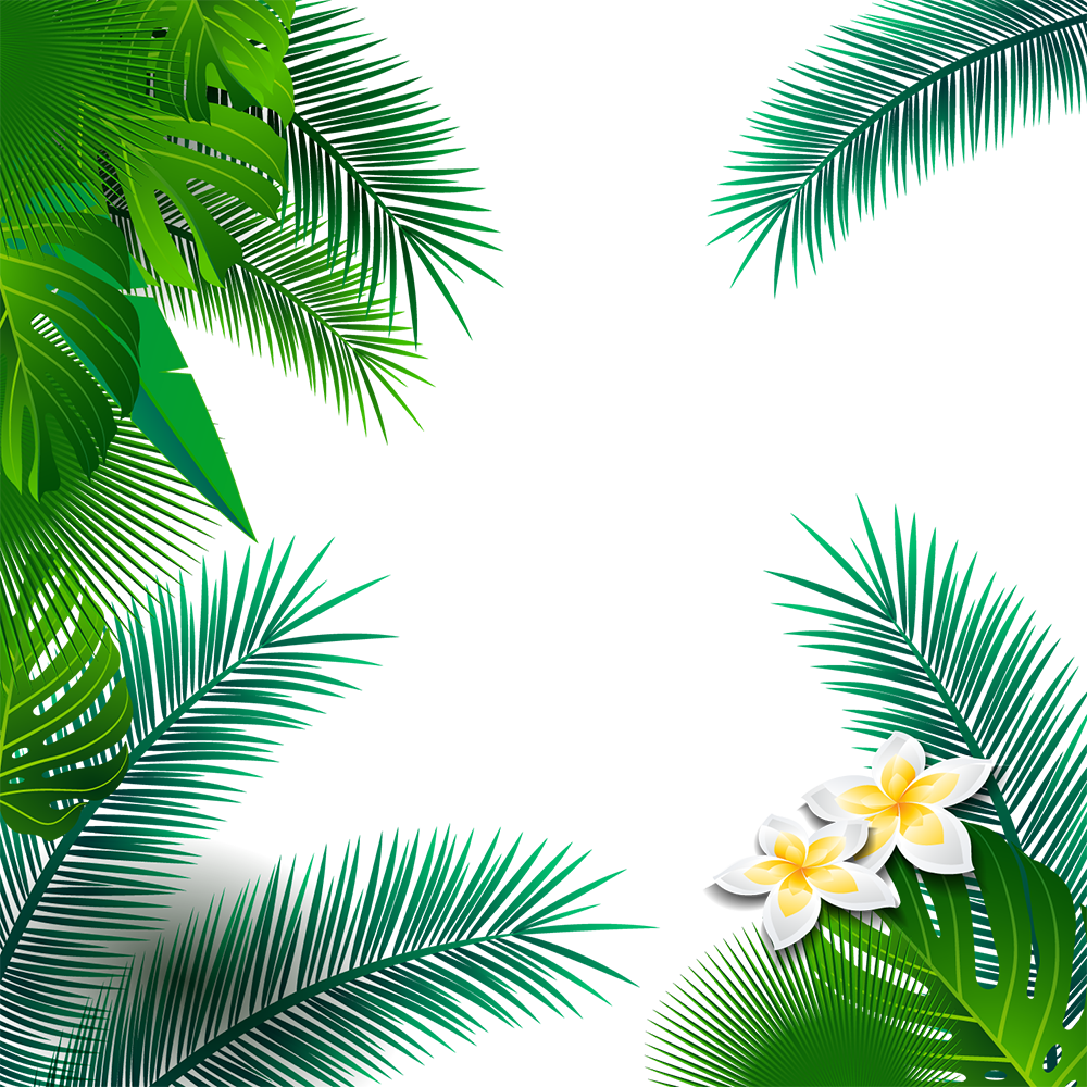 热带棕榈树绿色叶子边框透明背景图