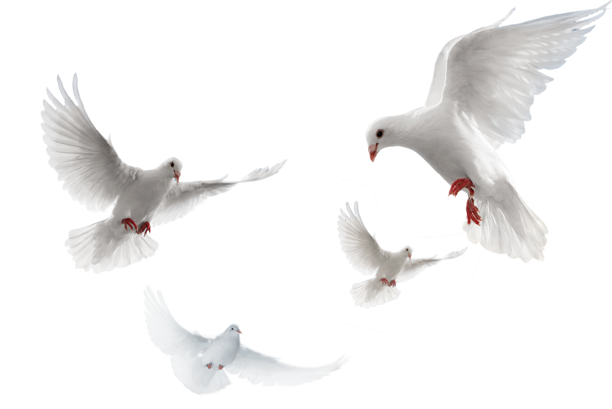 国庆白鸽两会素材和平象征装饰元素