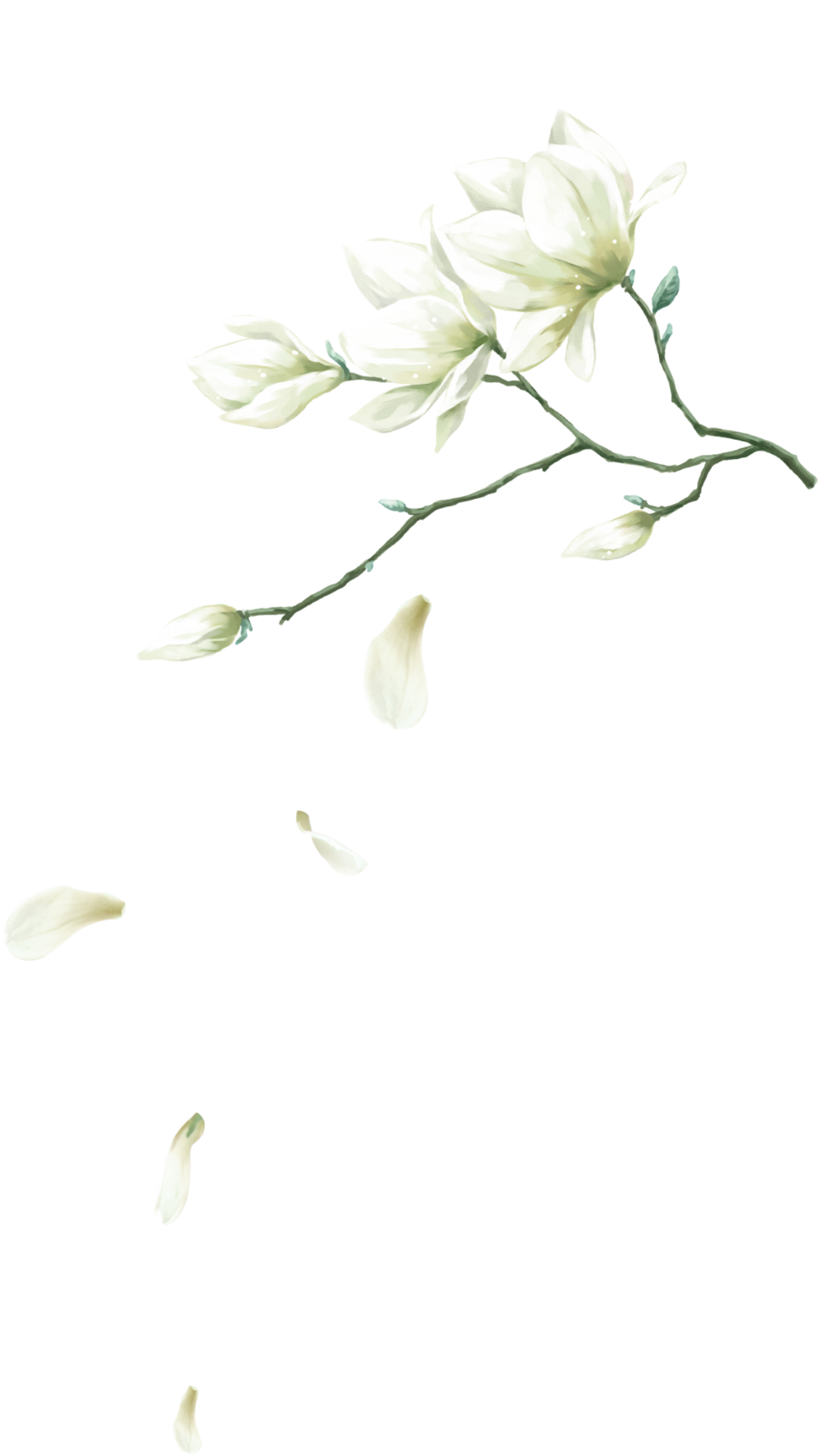 玉兰花枝头花瓣装饰元素