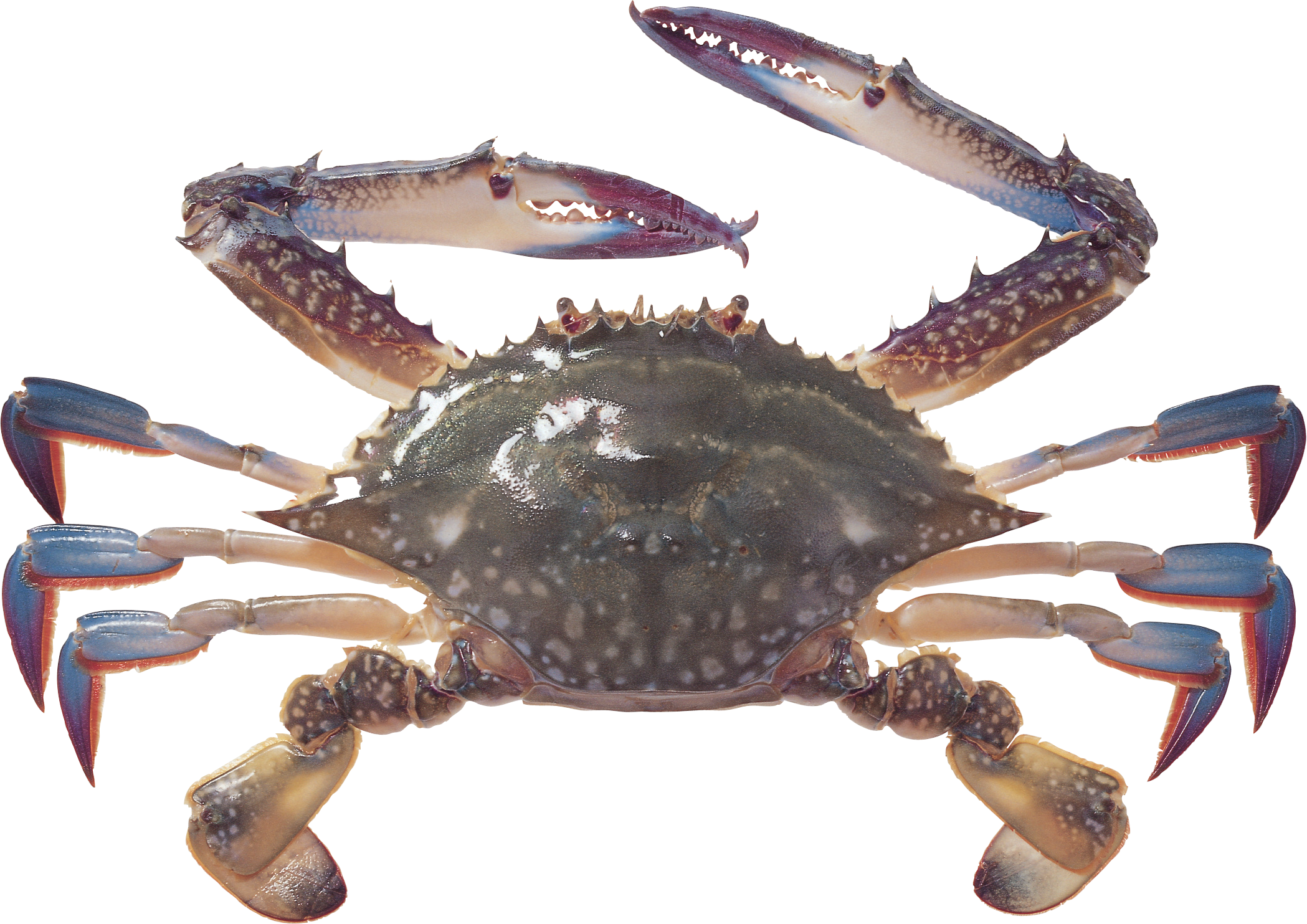 海鲜梭子蟹一对大钳子八条腿螃蟹装饰元素
