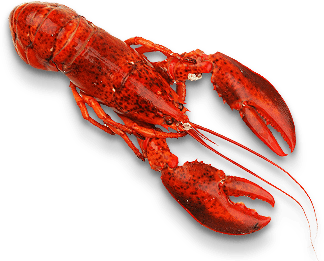 海鲜澳洲小龙虾实拍装饰元素
