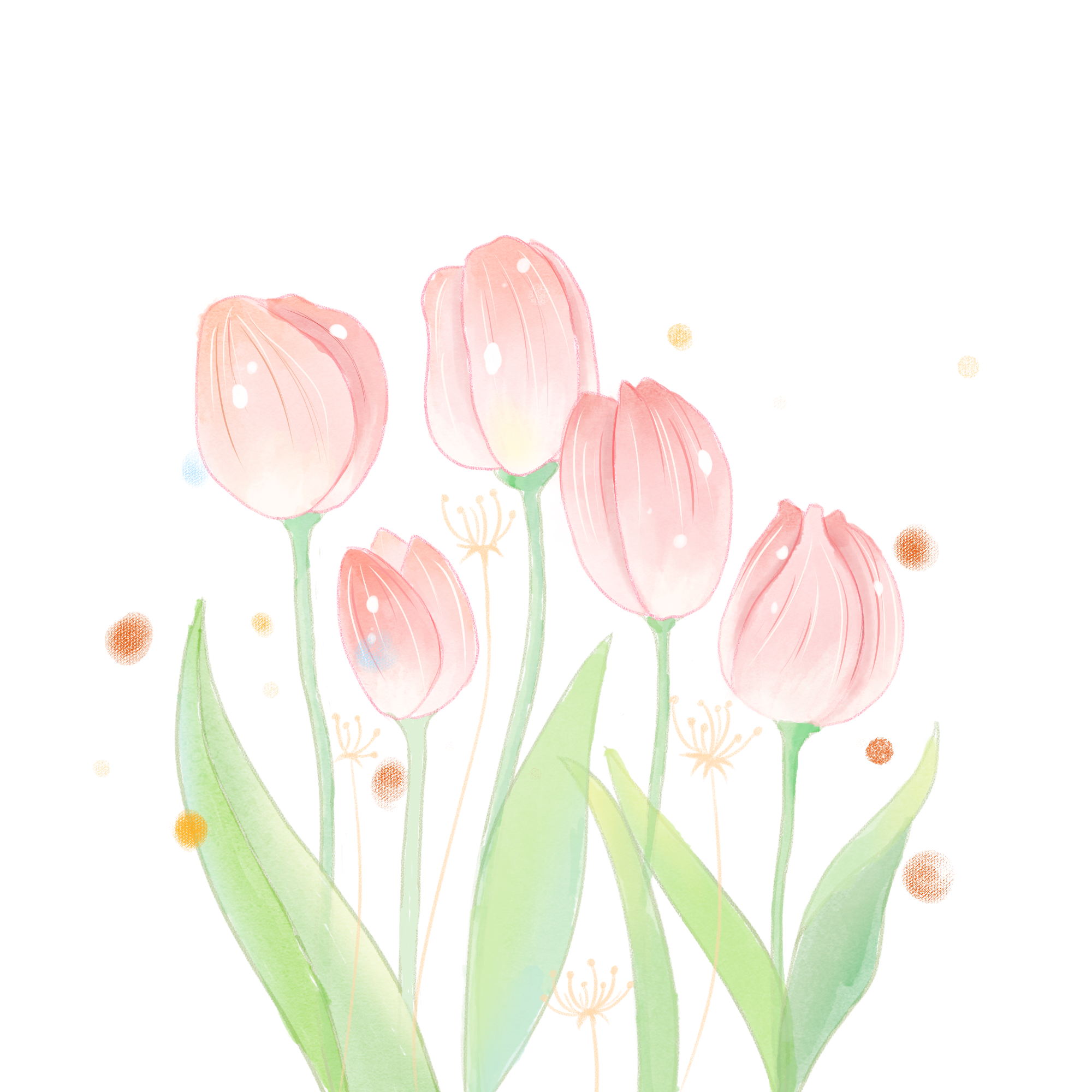 母亲节水彩花卉植物粉色郁金香手绘素材