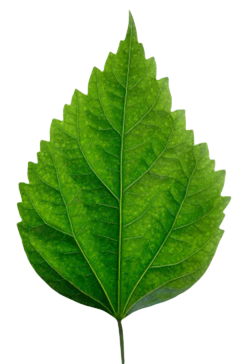 绿色锯齿状静态植物叶子背面实物图