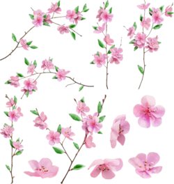粉色樱花植物枝叶png免抠素材