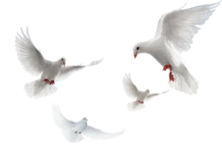 国庆白鸽两会素材和平象征装饰元素