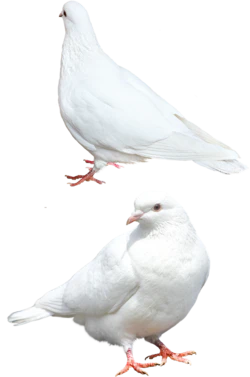 国庆白色和平鸽装饰元素