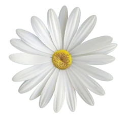 白色小雏菊装饰元素