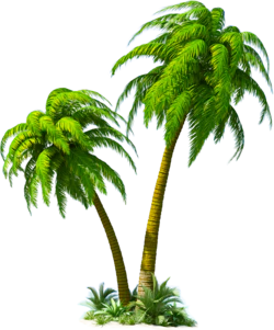 椰树热带植物装饰元素