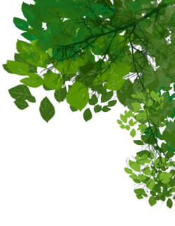 夏天绿色树枝树叶装饰元素