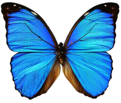 蓝色蝴蝶装饰元素