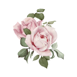 手绘水彩花朵粉色玫瑰装饰元素
