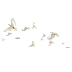 实拍飞翔的白鸽鸟群装饰元素