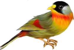 彩色羽毛漂浮小鸟麻雀装饰元素