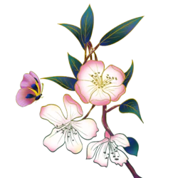 手绘金边粉白色海棠花蝴蝶装饰元素