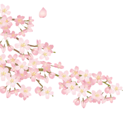 手绘粉色春天樱花花瓣装饰元素