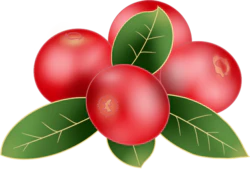 手绘红色绿色圣女果水果植物装饰元素