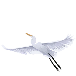 飞翔的白鹭扁平质感装饰元素
