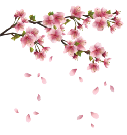 樱花粉色花瓣飘落凋零装饰元素