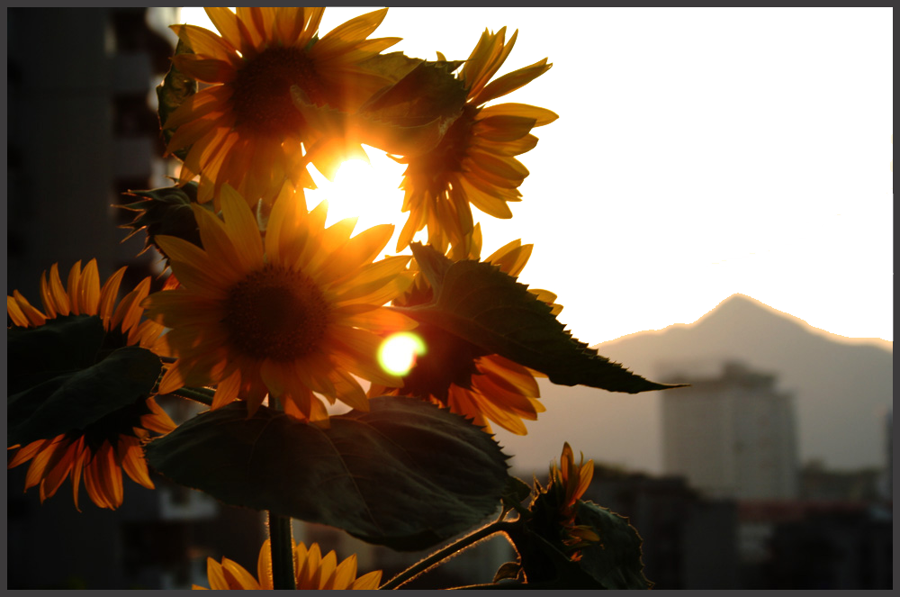 实拍阳光照射向日葵花装饰元素