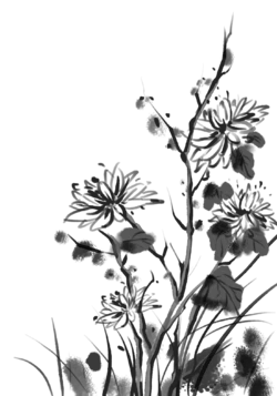 国画水墨古风黑白菊花植物装饰元素