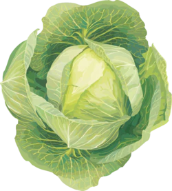 插画写实绿色蔬菜卷心菜装饰元素