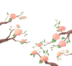 春天粉红色玫瑰花植物卡通手绘素材