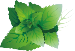 翠绿白菜卡通手绘蔬菜3D俯视矢量元素