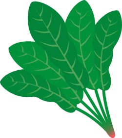 深绿叶子菠菜农作物PNG免抠素材免费下载
