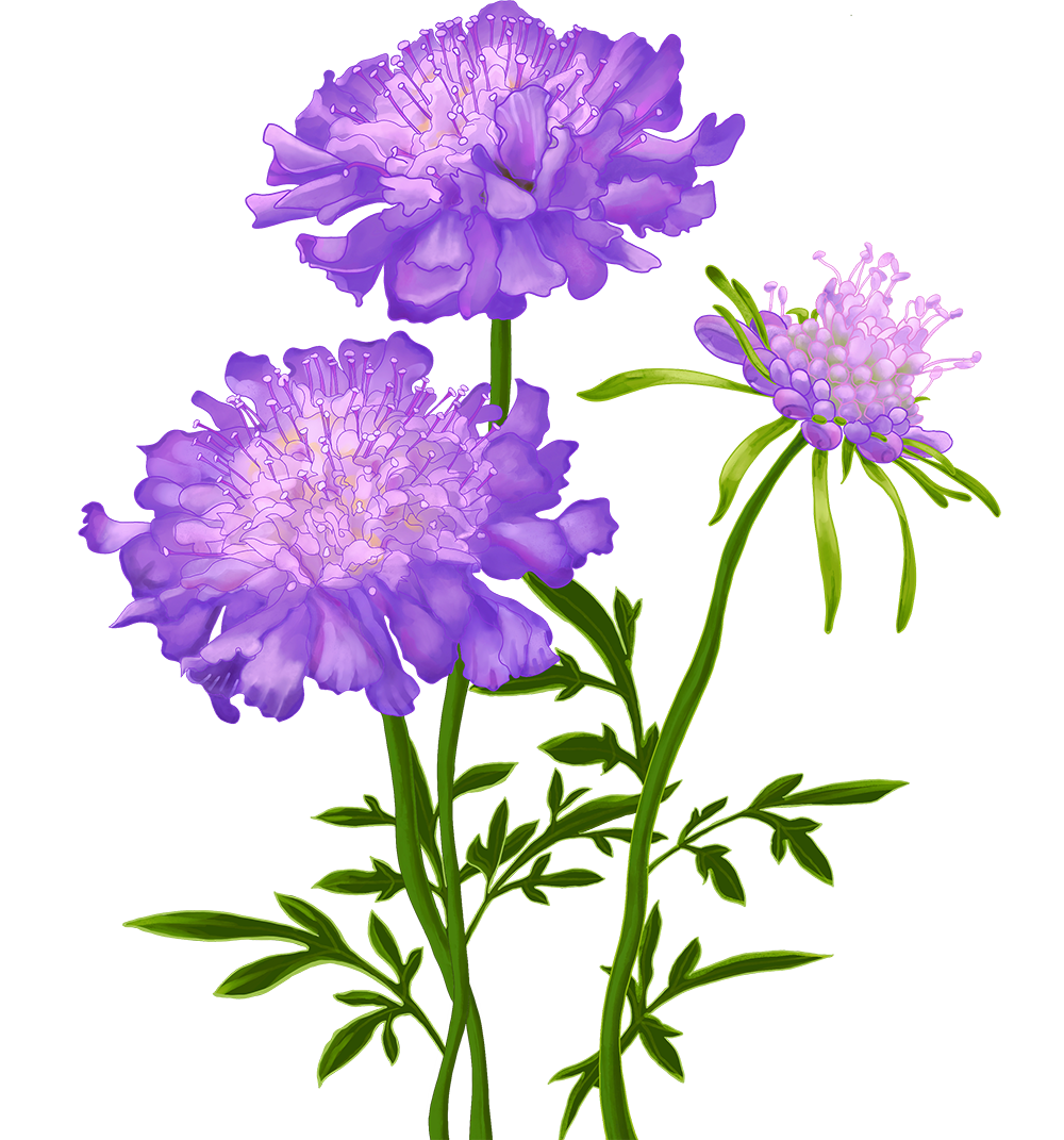 紫色菊花植物花卉手绘素材免费下载