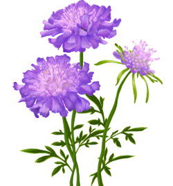 紫色菊花植物花卉手绘素材免费下载