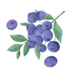 卡通清新蓝莓水彩水果手绘插画免抠素材