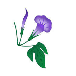 紫色牵牛花喇叭花植物手绘元素