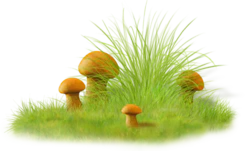 草丛中的小蘑菇场景png免抠元素