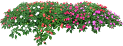 五颜六色鲜花绿叶丛png装饰元素